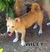 Wiley (Puppy)