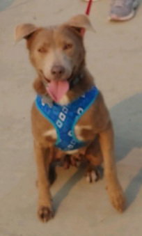 Stella