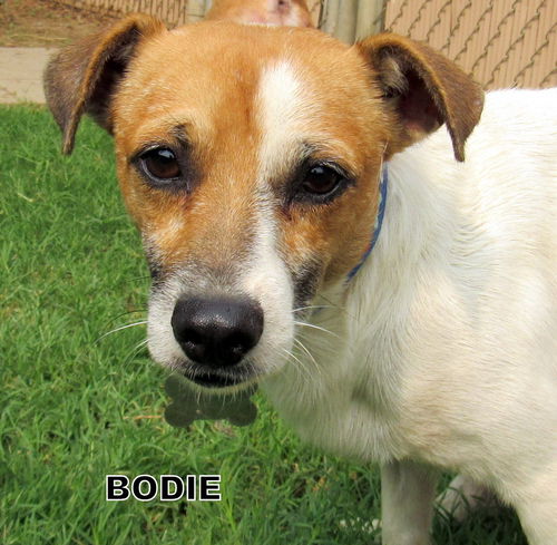 Bodie