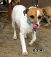 Bodie