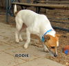 Bodie