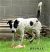 Orville