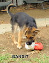 Bandit (Puppy)