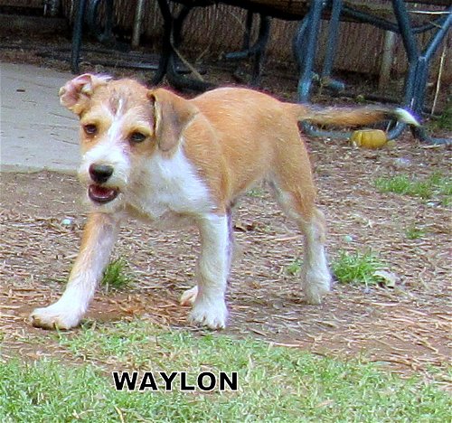Waylon (Puppy)
