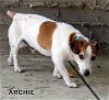 Archie (GrandPaws)