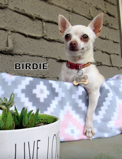 Birdie