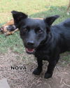 Nova