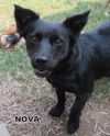 Nova