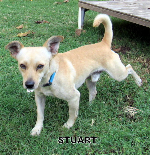 Stuart