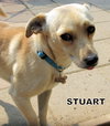 Stuart