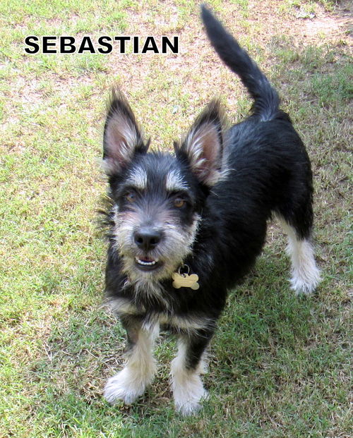 Sebastian (Ritzy)