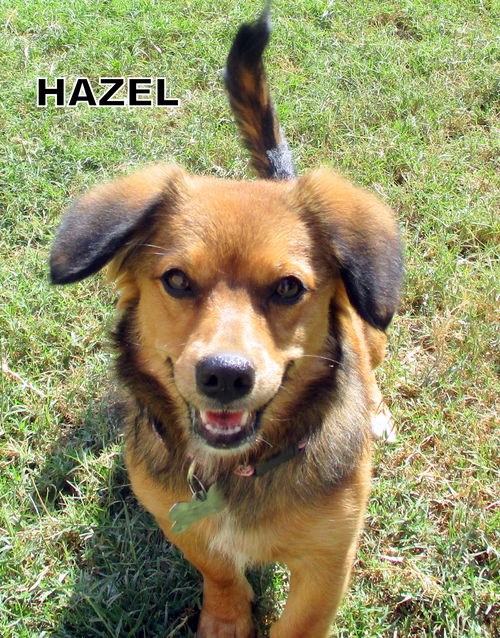 Hazel