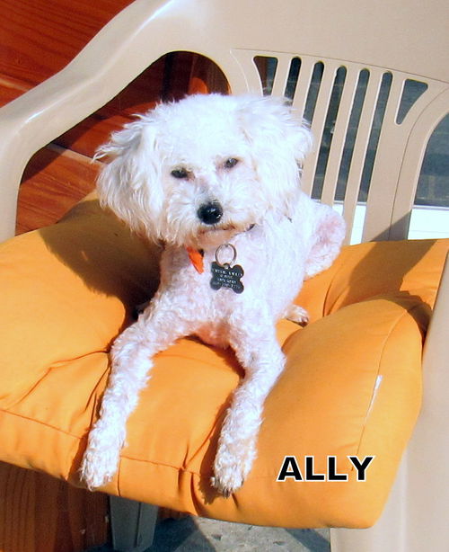 Ally (Ritzy)