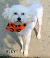 Ally (Ritzy)