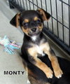 Monty (Puppy)
