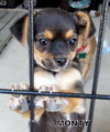 Monty (Puppy)