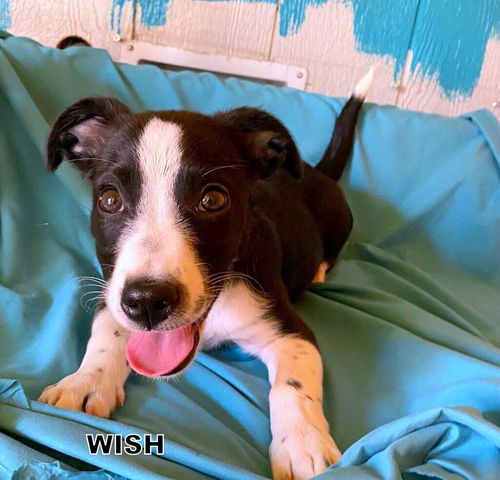 Wish (Puppy)