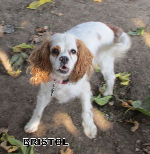 Bristol (Ritzy)