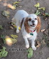 Bristol (Ritzy)