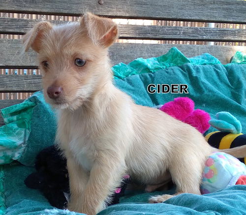 Cider (Puppy)