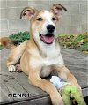 Henry (Puppy)