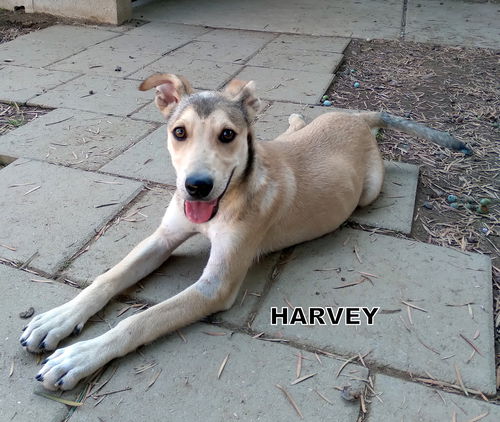 Harvey (Puppy)