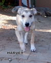 Harvey (Puppy)