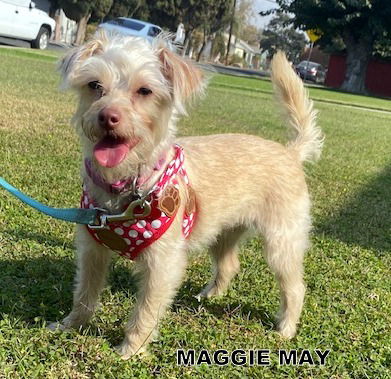 Maggie May