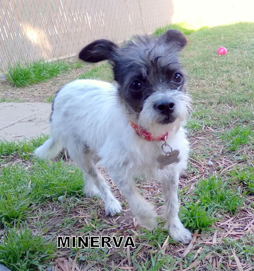 Minerva