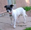 Minerva