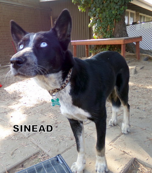 Sinead