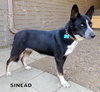 Sinead