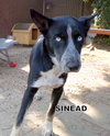 Sinead