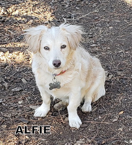 Alfie