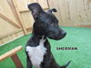 Sherman (Puppy)