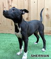 Sherman (Puppy)