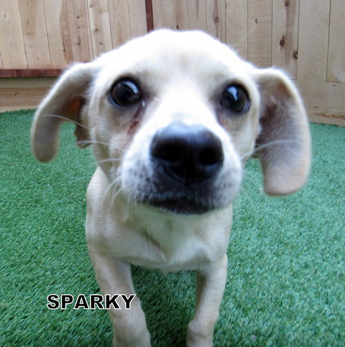 Sparky