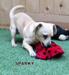 Sparky