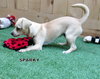 Sparky