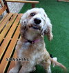 Sunshine (Ritzy)