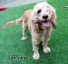 Sunshine (Ritzy)
