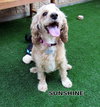 Sunshine (Ritzy)