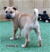 Tracy  (Puppy)