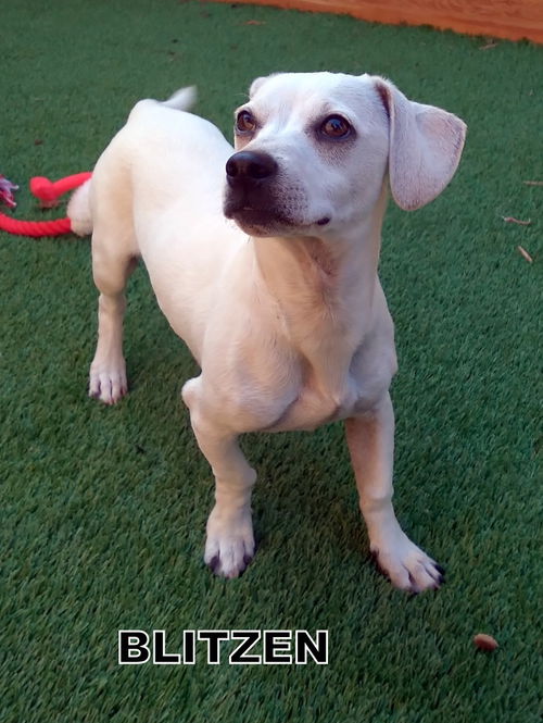 Blitzen (Puppy)