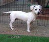 Blitzen (Puppy)