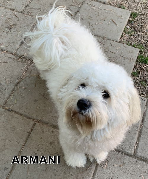 Armani (Ritzy)
