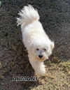 Armani (Ritzy)