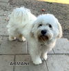Armani (Ritzy)