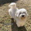 Armani (Ritzy)