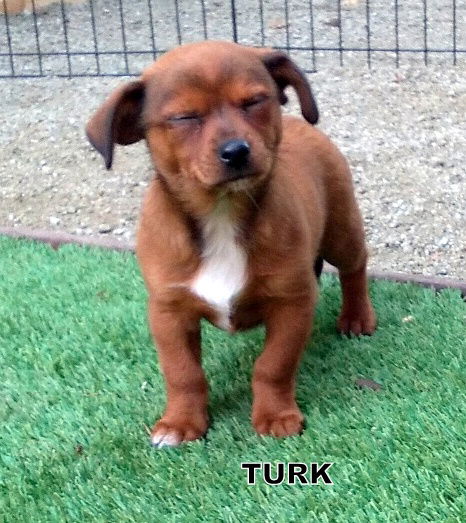 Turk (Pupppy)